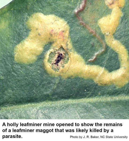 The mines of leafminers on hollies are usually serpentine.
